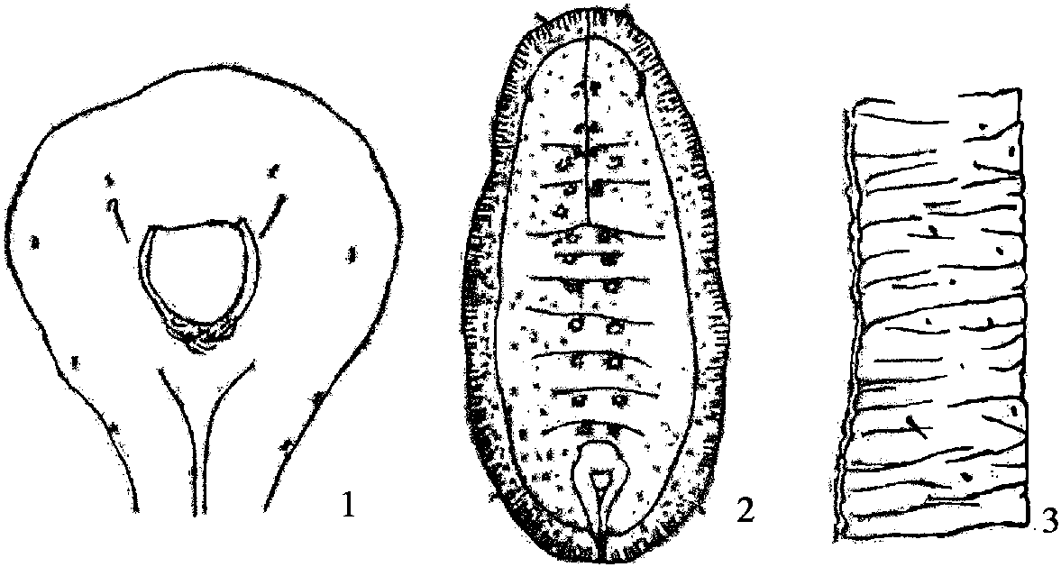 8.柑橘非洲粉虱